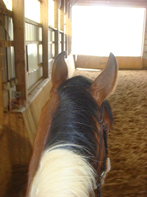 LuckyHorseLookingOutBarnDoor