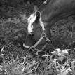A Chance to Graze, Loftmar Stables