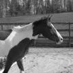 Lucky Running, Loftmar Stables
