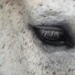Chapter1 Horse Eye