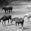 Which Way Do We Go? Loftmar Stables, Romy, Cosmo, RJ, Snickers, Everett, Jet