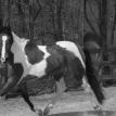 Lucky Horse