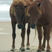 Chapter 2 Ponies