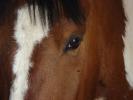 LuckyHorseEyeLogo